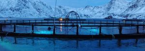 Maximize fish production with LED lighting