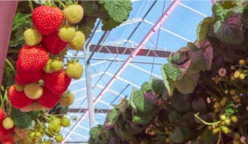 If you are growing fruits indoors, your crops will really shine with LED grow lights	