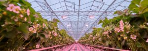 Smart LED lighting for sustainable strawberry cultivation