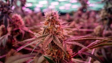 Find out what Philips LED rose lights can do for your crops in our Floriculture brochure