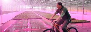 Customers rave about quality of plants  grown under Philips LEDs