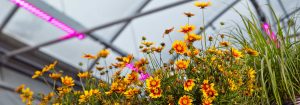 Subscribe for  Horticulture LED Solutions Newsletter