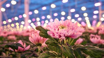 Le producteur commercial de chrysanthèmes Linflowers choisit les lampes de culture de fleurs à LED Philips pour améliorer ses cultures