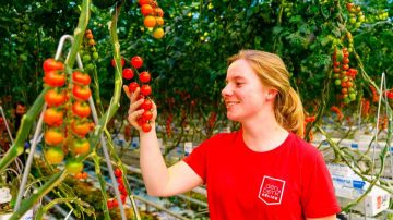 Éclairage LED pour serre adapté aux légumes : un rendement plus élevé pour un goût plus prononcé