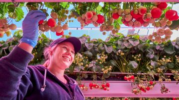 Éclairage LED pour serre adapté aux fruits