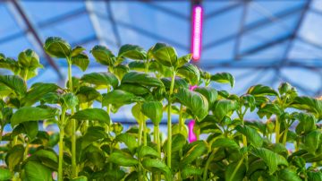 Les lampes de croissance d'intérieur LED pour les légumes améliorent la récolte et la qualité des cultures	