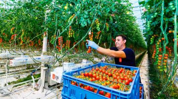 Les lampes de croissance d'intérieur LED pour les légumes améliorent la récolte et la qualité des cultures	
