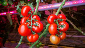 Rendement plus élevé avec des lampes de croissance LED pour tomates et concombres