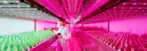 Partenaires LED Philips Horti