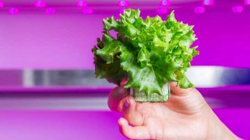 Lampes de croissance LED pour laitues – rendements plus élevés et têtes compactes
