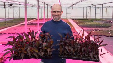 Plantes du parc Kernock