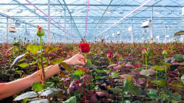 LED 植物生长灯提高玫瑰品质和产量
