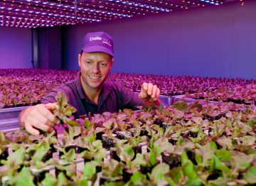 Deliscious 是一家采用 飞利浦 园艺照明的生菜种植公司，Roy Delissen 和 Mark Delissen 是公司所有者 