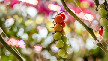 Gull Valley Greenhouses 收获的西红柿