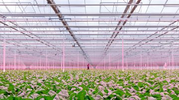 西伯利亚温室中的 GreenPower LED 顶部照明