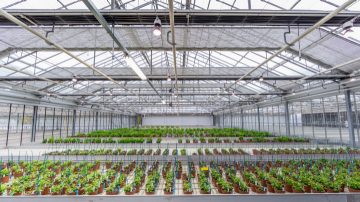 Descubre cómo mejorar tus cultivos con las luces LED de propagación de Philips en nuestro folleto para floricultura