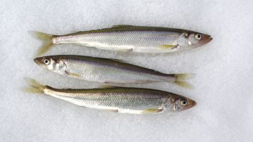 Pescado en hielo