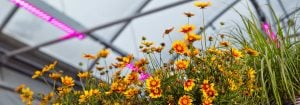 Subscribe for Horticulture LED Solutions Newsletter