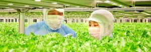 High-efficiency production of vegetables