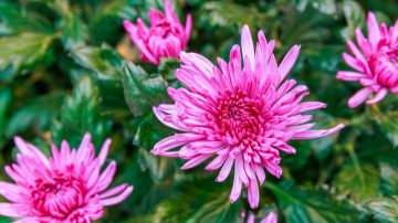 Läs mer om vad Philips LED-växtbelysning kan göra för dina blommor i vår broschyr om blomsterodling