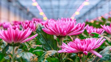 Lär dig av Arcadia Chrysanthemum