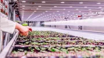 LED grow lights for lettuce – higher yields and compact heads