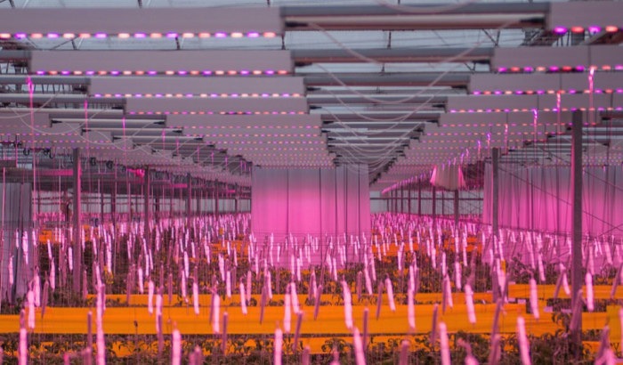 Estufa de tomate rosa