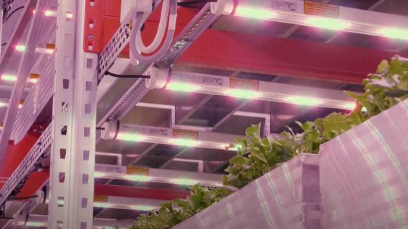 Vertical farming with Philips LED lighting at Ljusg&aring;rda in Sweden