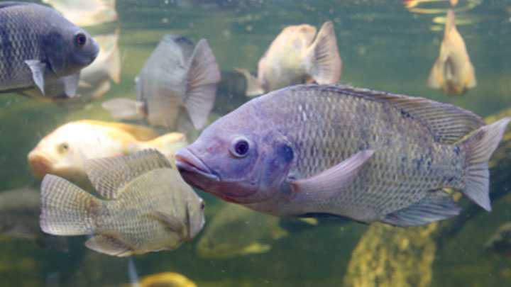 Solar lighting can enhance the growth of fish