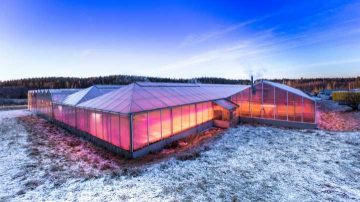 Luces para cultivos LED en invernadero